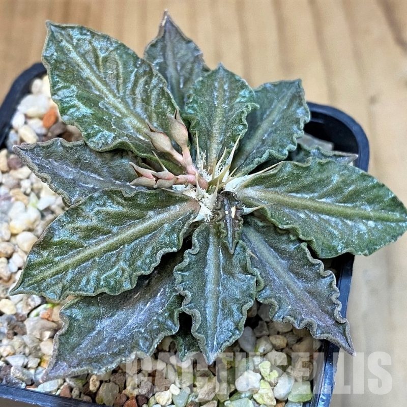 SH9550 Euphorbia tulearensis hybrid