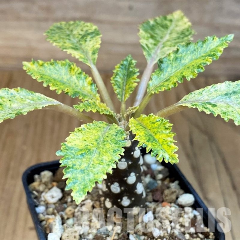 SH9973 Dorstenia hybrid f. variegata
