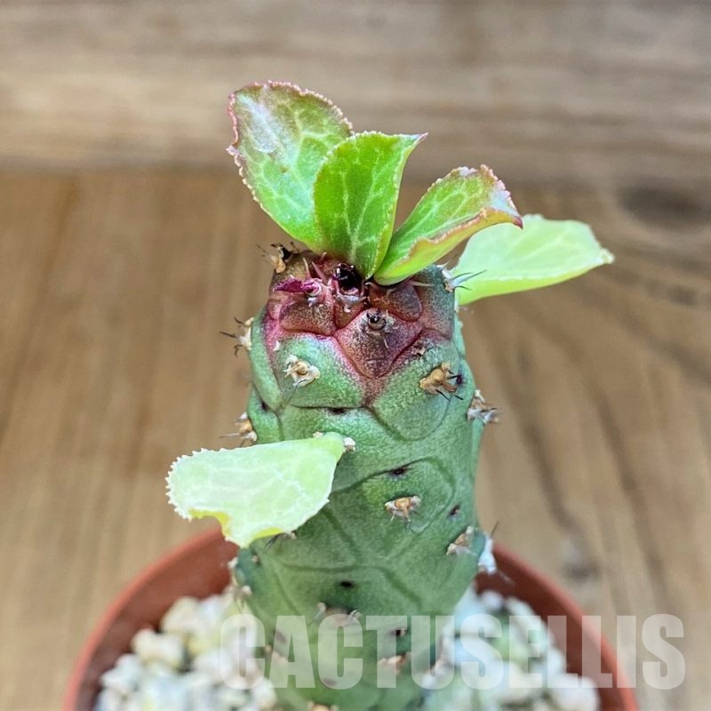 SH6281 Monadenium ritchiei v. marsabitense