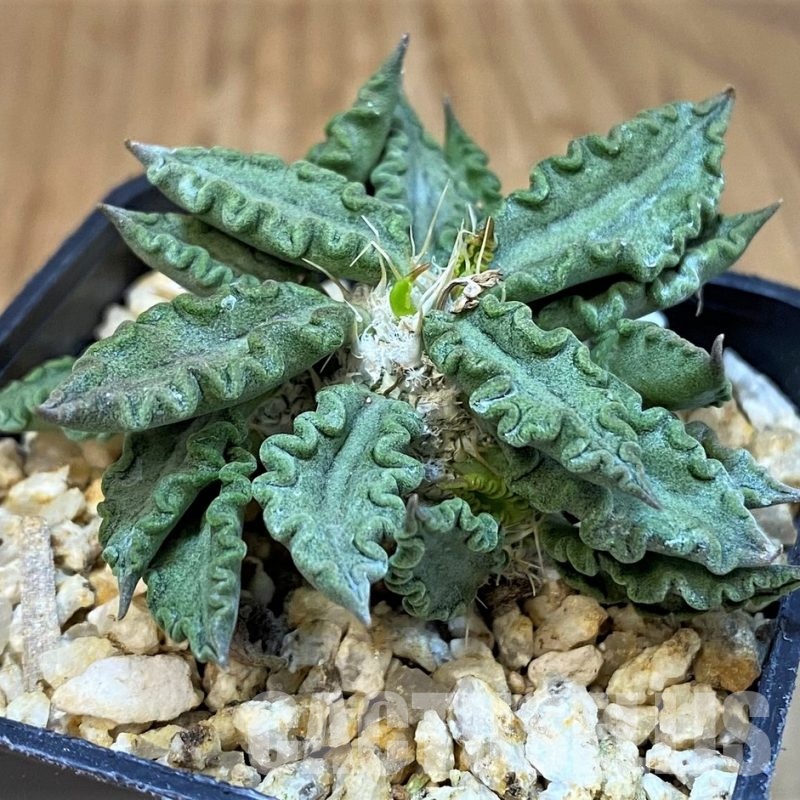 SH31733 Euphorbia tulearensis