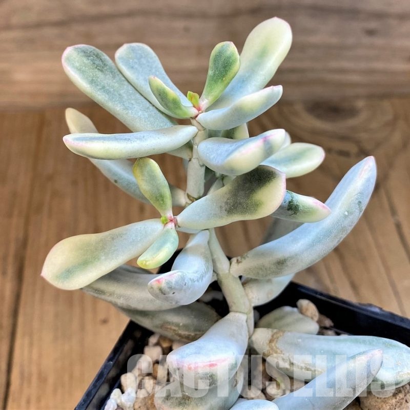 SH31735 Cotyledon orbiculata f. variegata