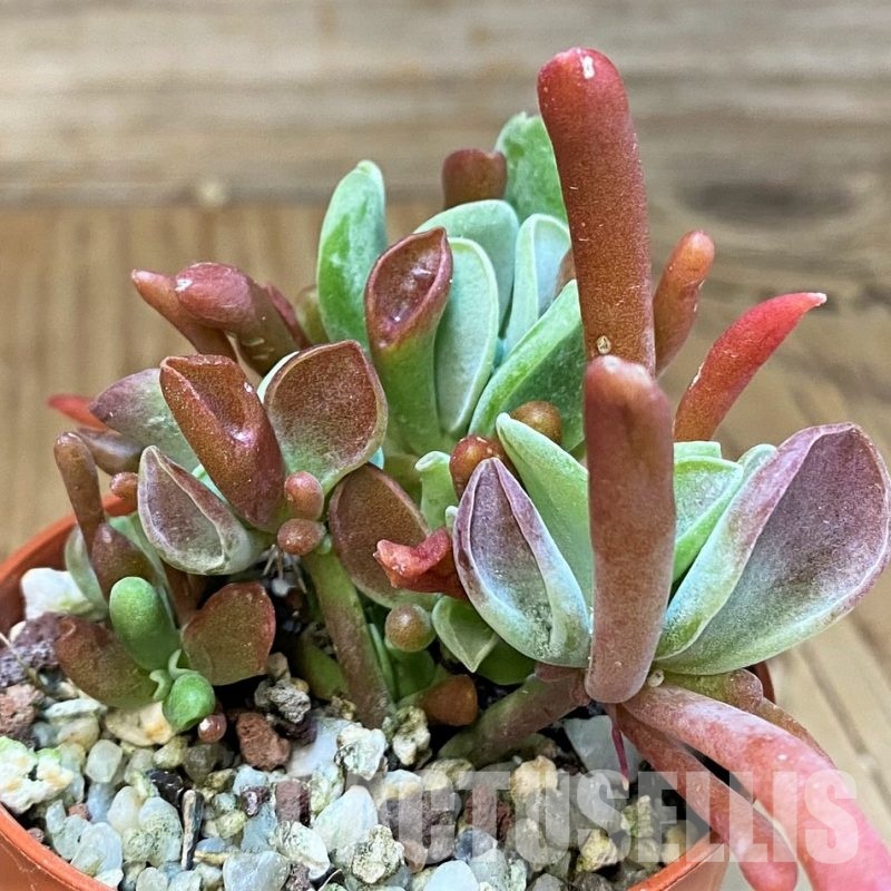 SH31736 Kalanchoe thyrsiflora ‘Monstrosa’