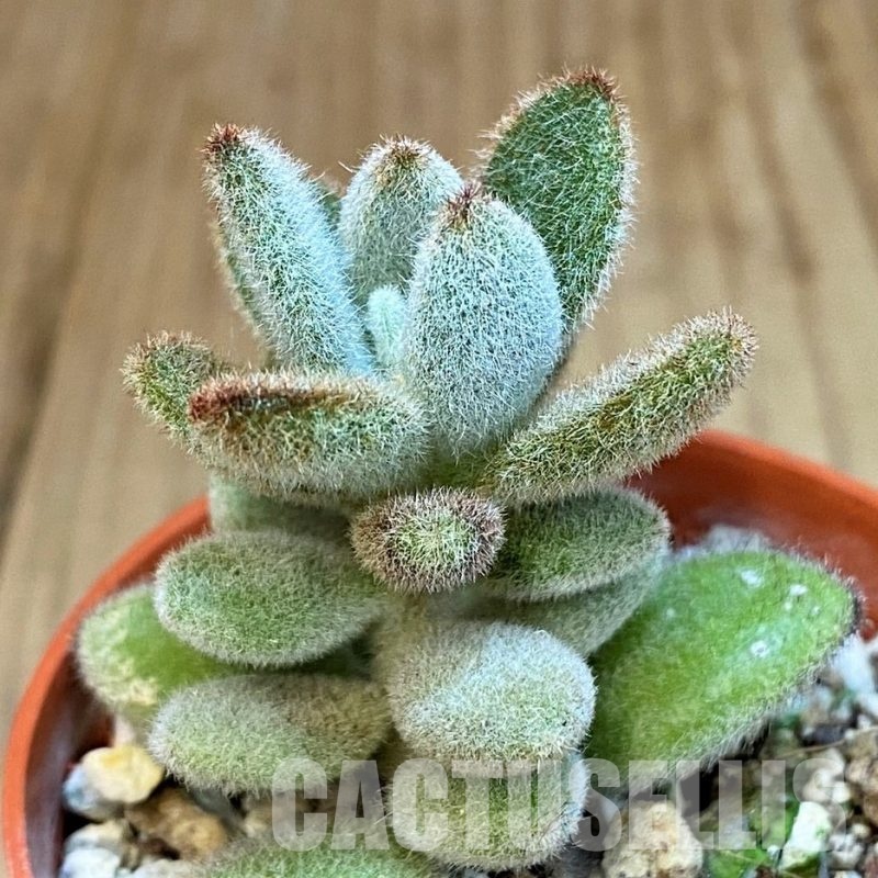 SH31737 Kalanchoe tomentosa ‘Chocolate Soldier’