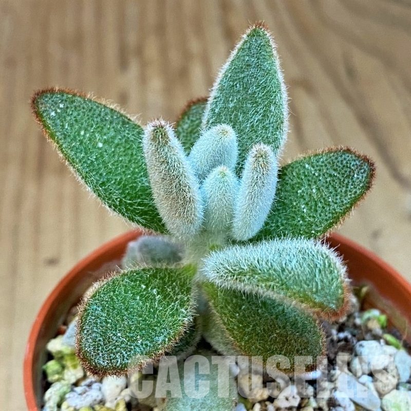 SH31738 Kalanchoe tomentosa ‘Chocolate Soldier’