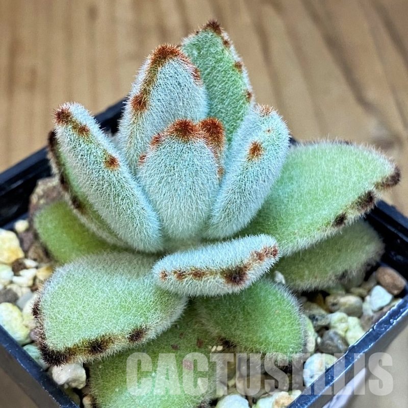 SH31739 Kalanchoe tomentosa