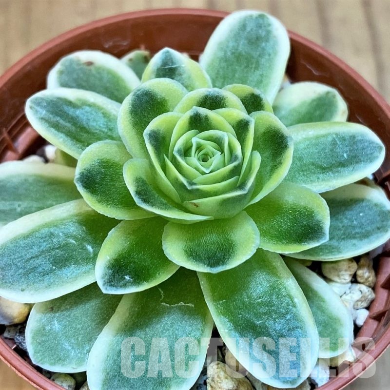 SH31740 Greenovia diplocycla f. variegata