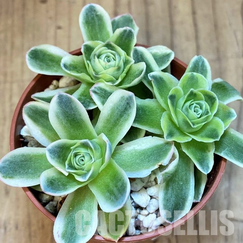 SH31741 Greenovia diplocycla f. variegata