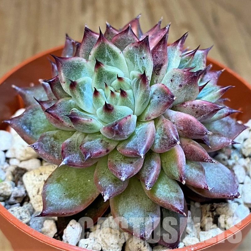 SH31742 Echeveria 'Colorata' hybrid