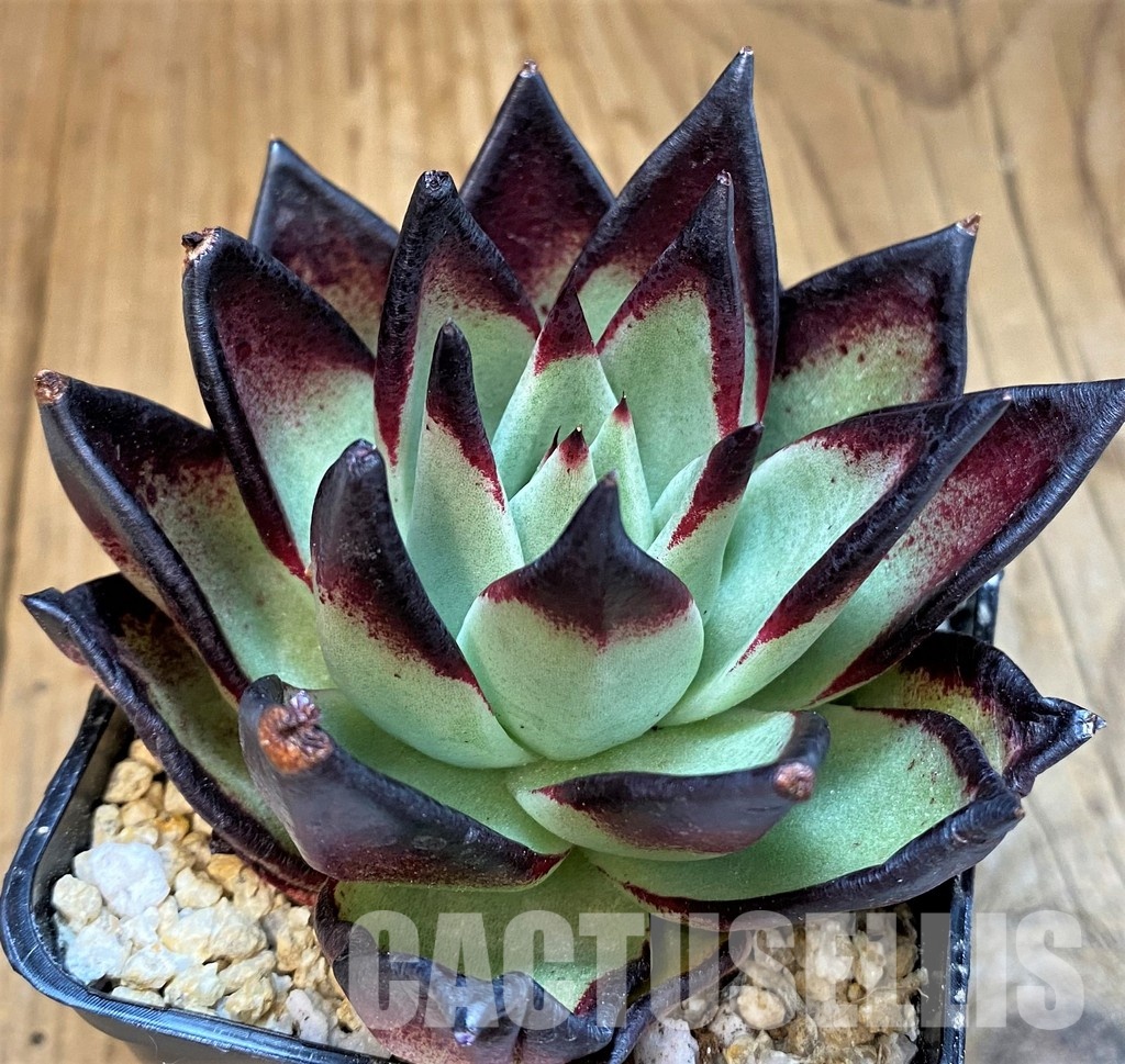 SH31743 Echeveria agavoides ‘Black Ebony' - 画像 (2)