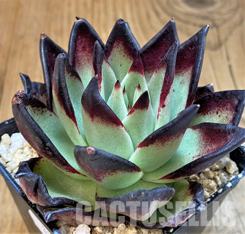 SH31743 Echeveria agavoides ‘Black Ebony'