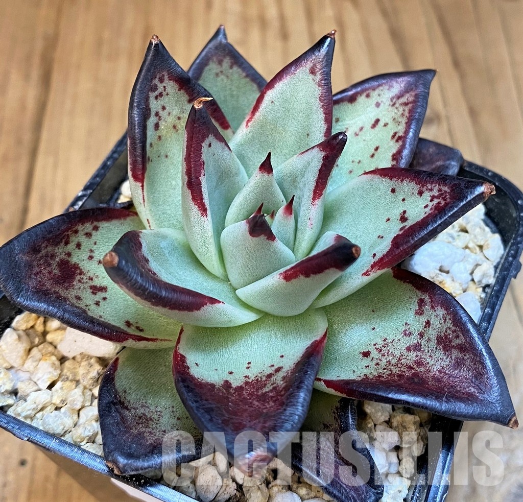 SH31745 Echeveria agavoides ‘Black Ebony'