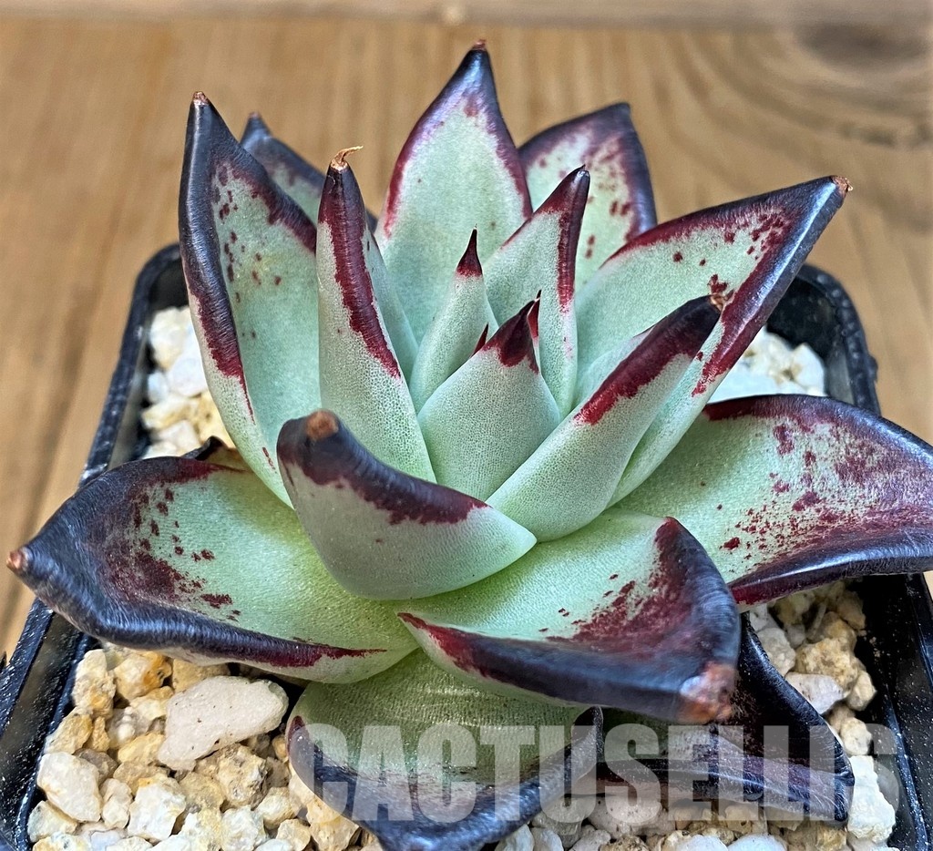 SH31745 Echeveria agavoides ‘Black Ebony' - 画像 (2)