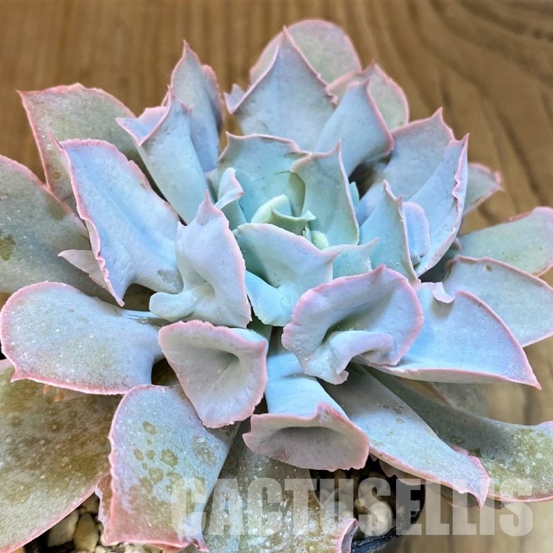 SH31746 Echeveria ‘Trumpet Pinky’ hybrid