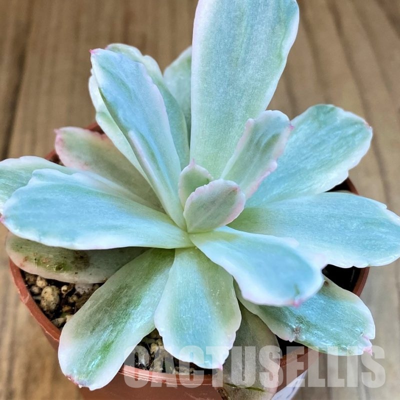SH31748 Echeveria 'Hoveyi' f. variegata
