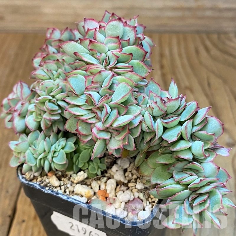 SH21963 Echeveria 'Esther' f. cristata