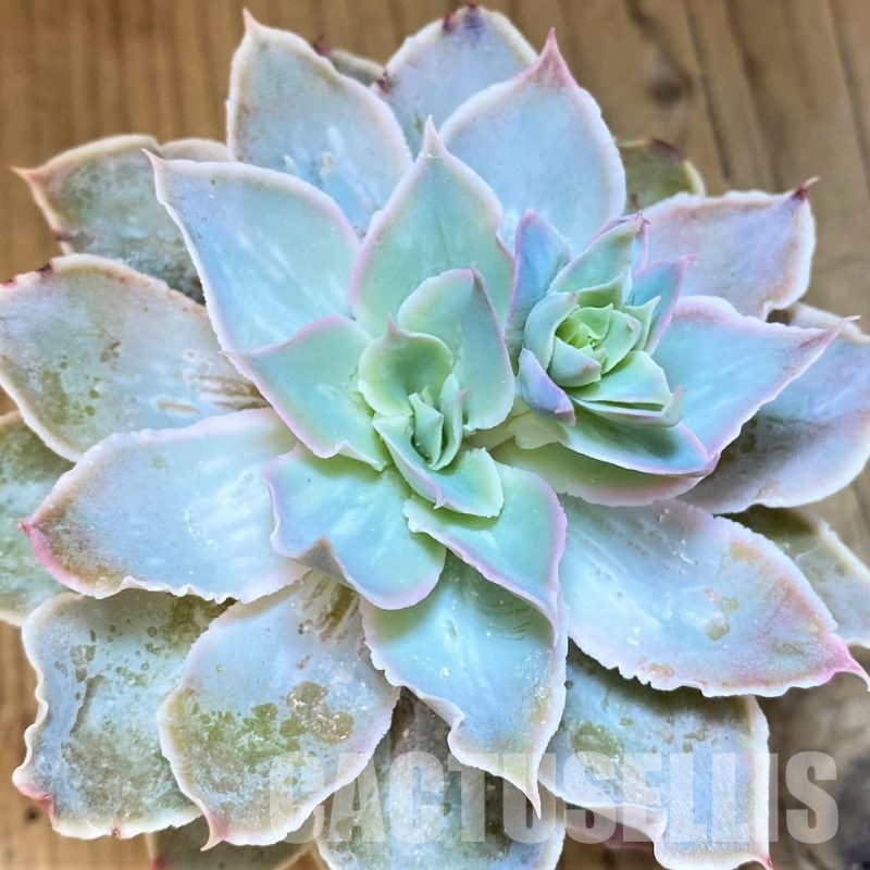 SH5343 Echeveria 'Nebula'