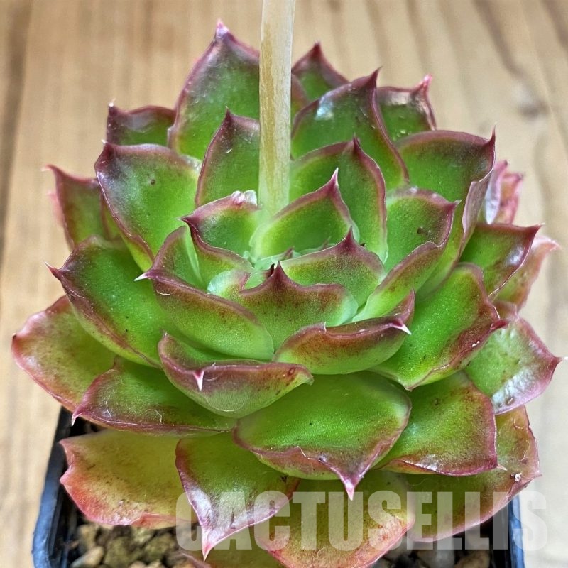 SH24868 Echeveria ‘Purple Butterfly’