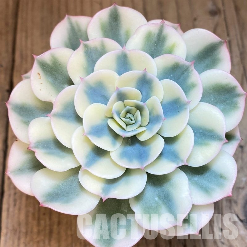 SH27508 Echeveria 'Compton Carousel'
