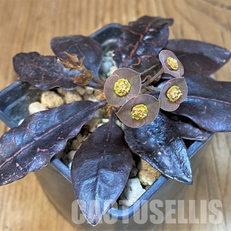 SH18895 Euphorbia francoisii hybrid