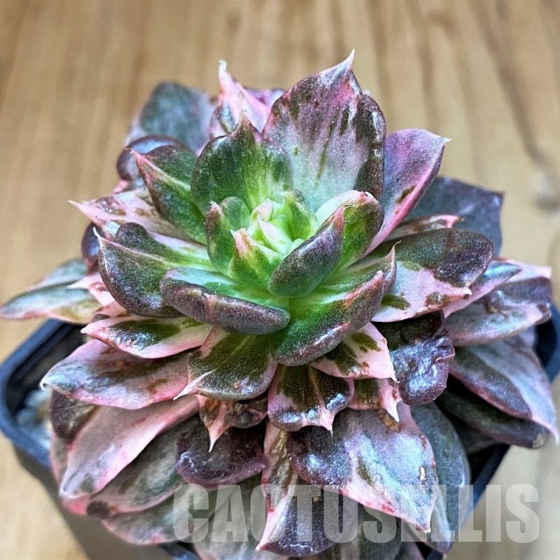 SH22710 Echeveria 'Black Pink Variegata'