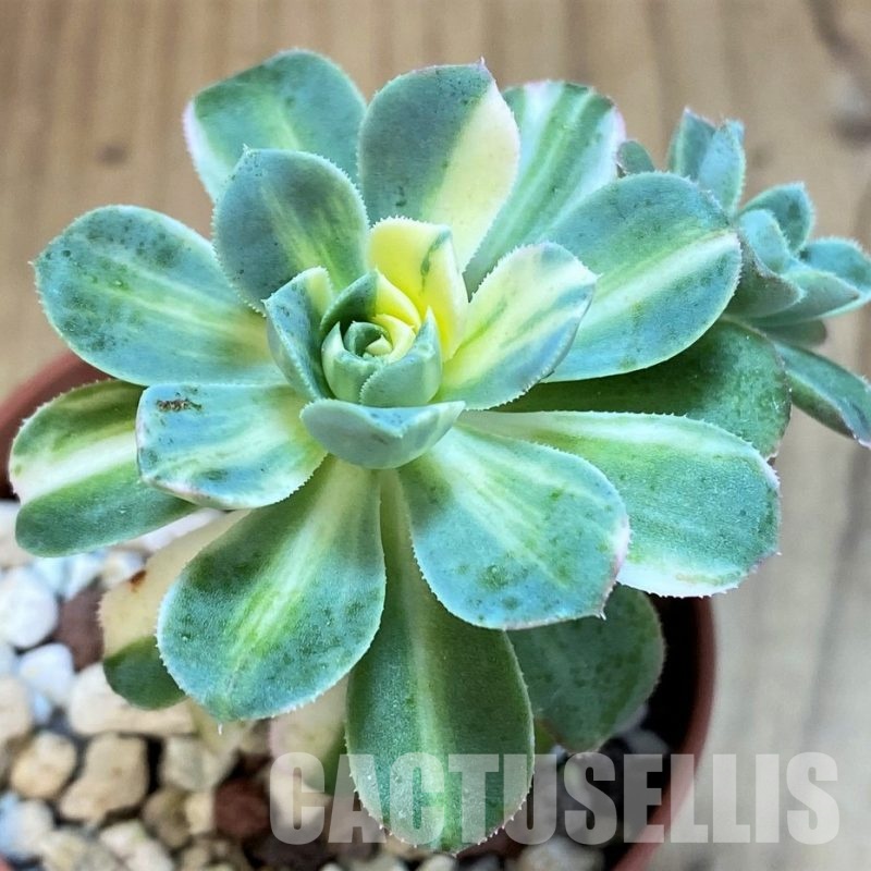 SH31749 Aeonium castello