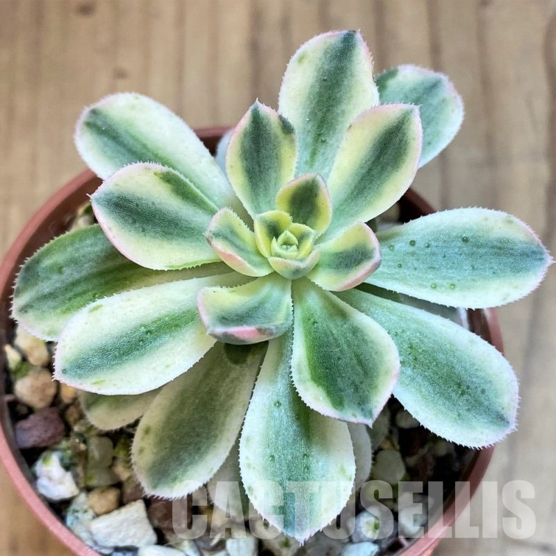 SH37450 Aeonium castello