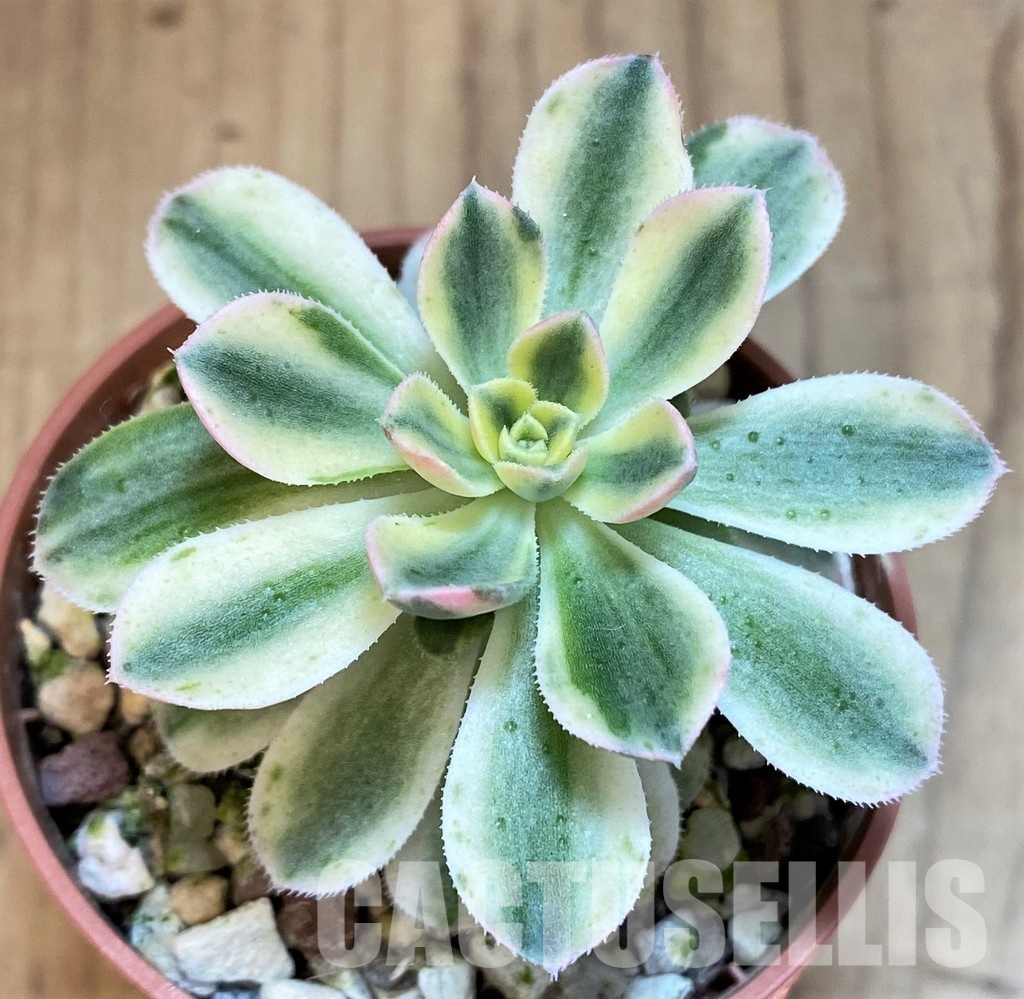 SH37450 Aeonium castello