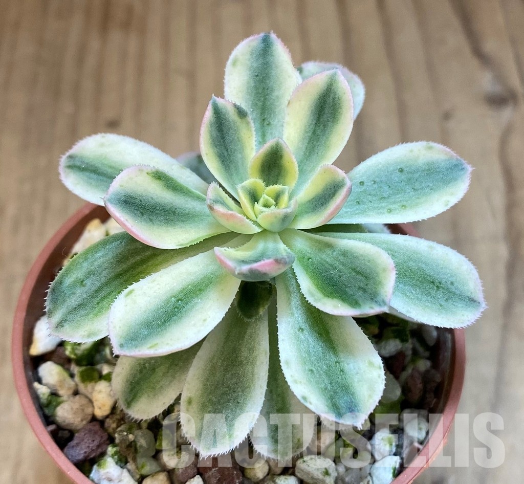 SH37450 Aeonium castello - Image 2