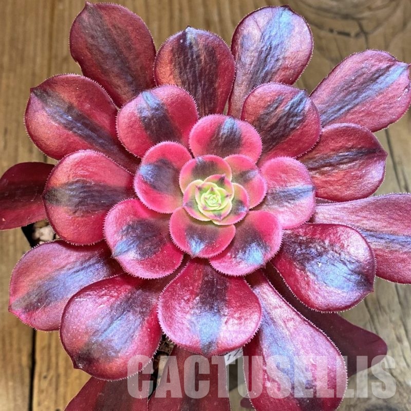 SH31751 Aeonium ‘Medusa'