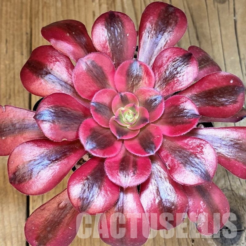 SH31752 Aeonium ‘Medusa’