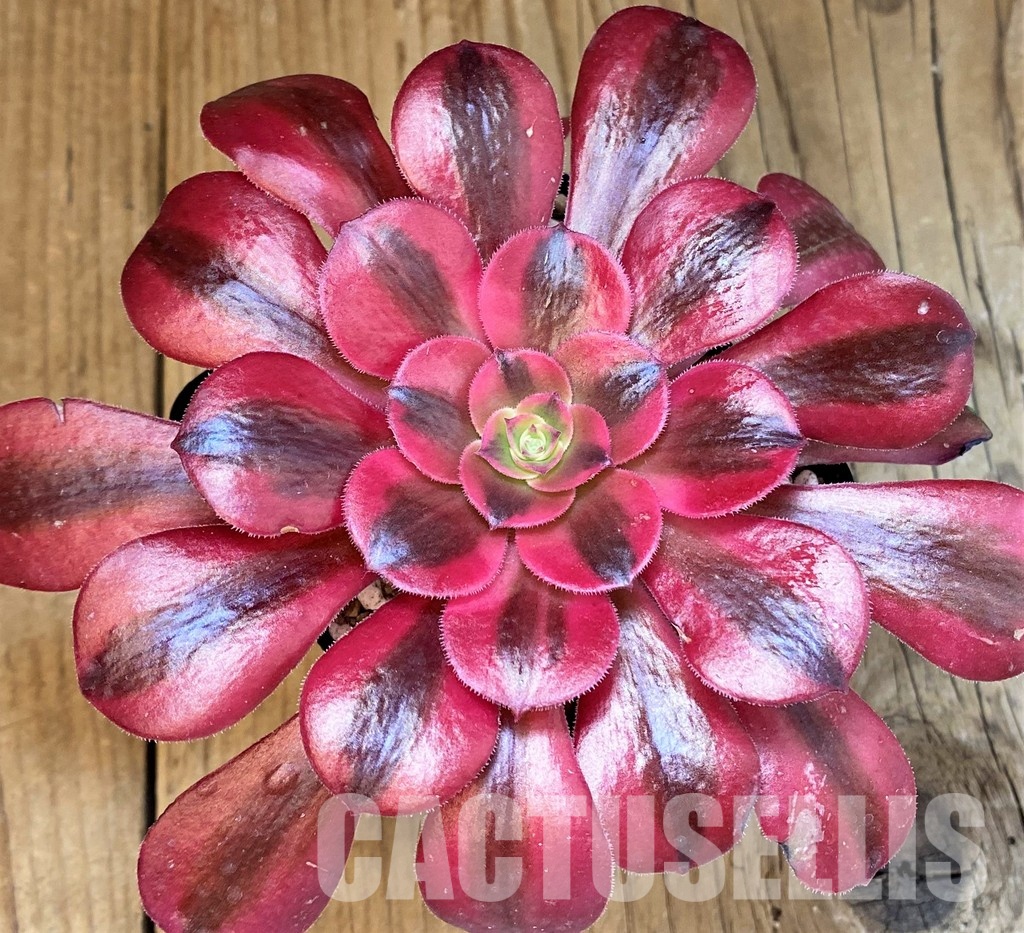 SH31752 Aeonium ‘Medusa’