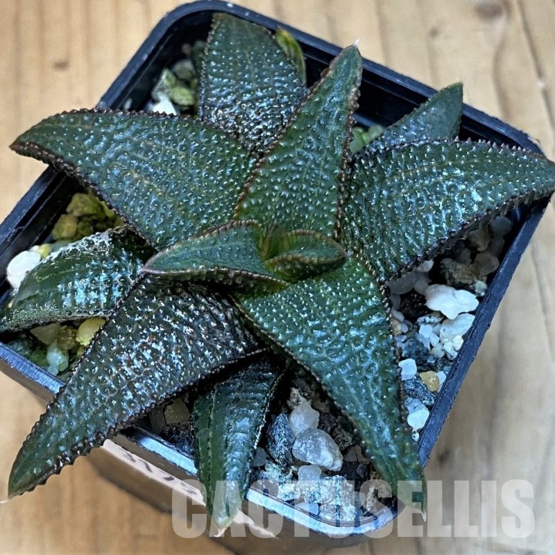 SH31753 Haworthia koelmaniorum