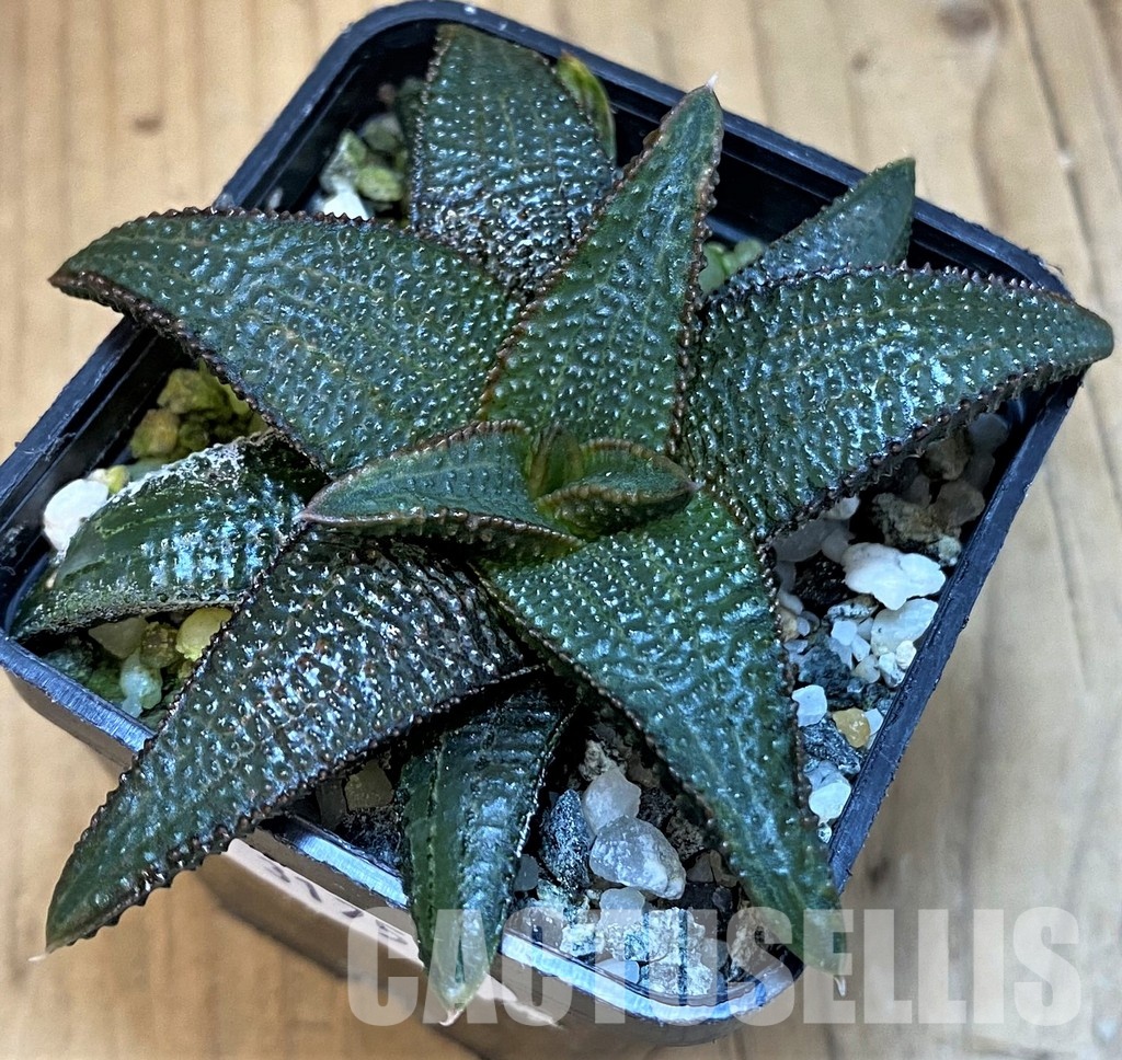 SH31753 Haworthia koelmaniorum