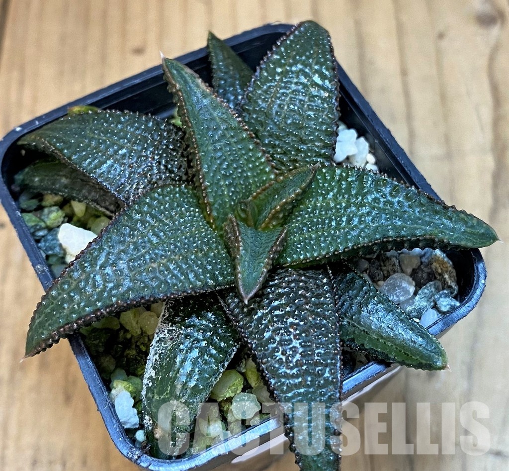 SH31753 Haworthia koelmaniorum - Image 2