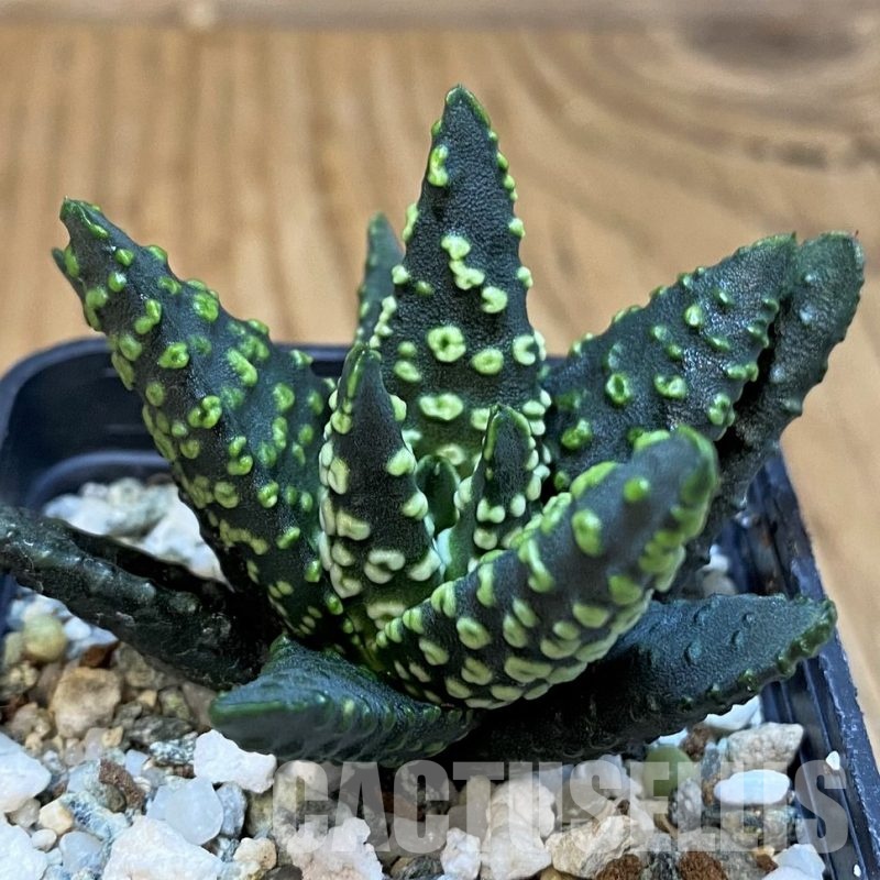 SH31754 Haworthia pumila 'Donut' SH