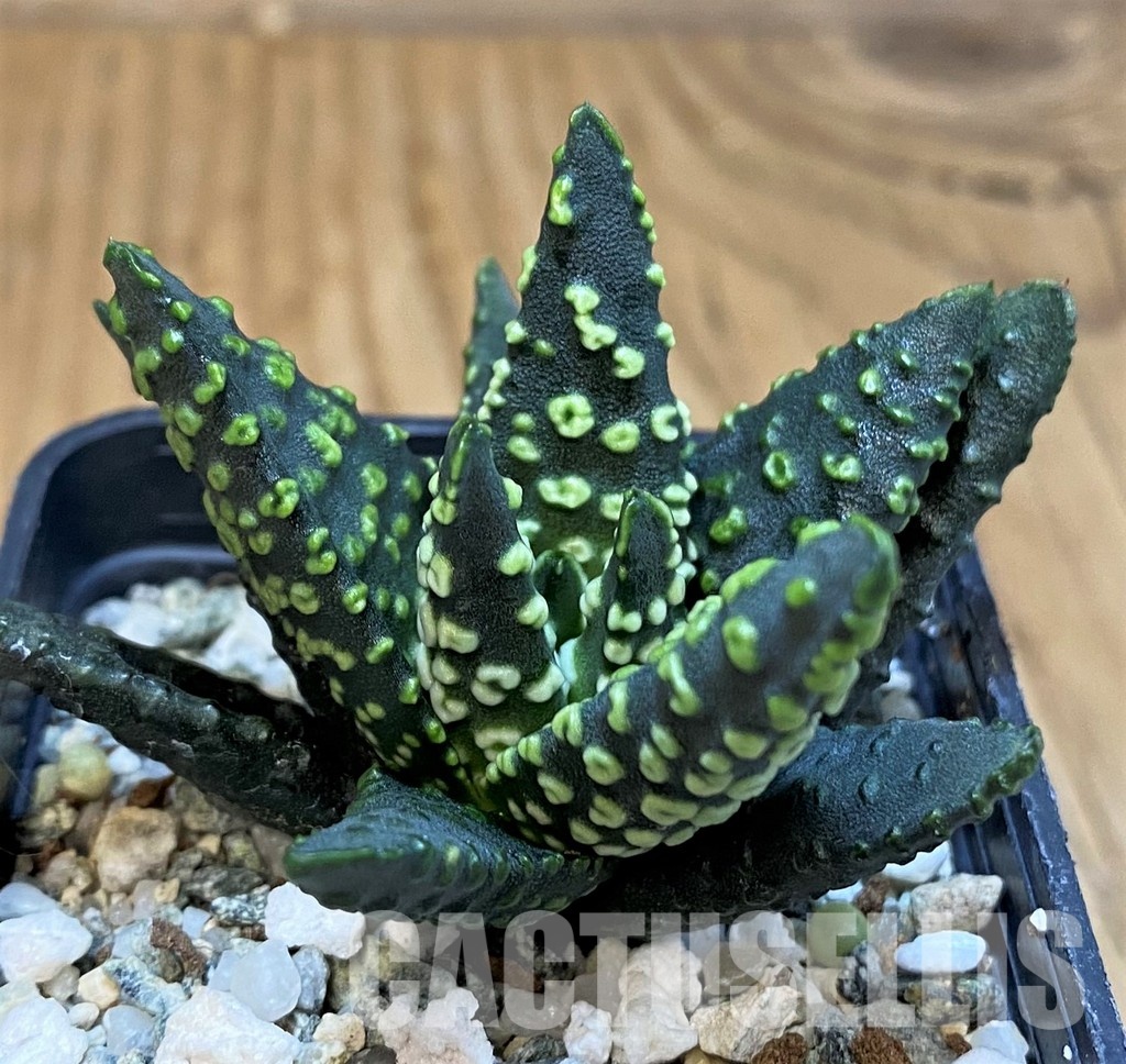 SH31754 Haworthia pumila 'Donut' SH