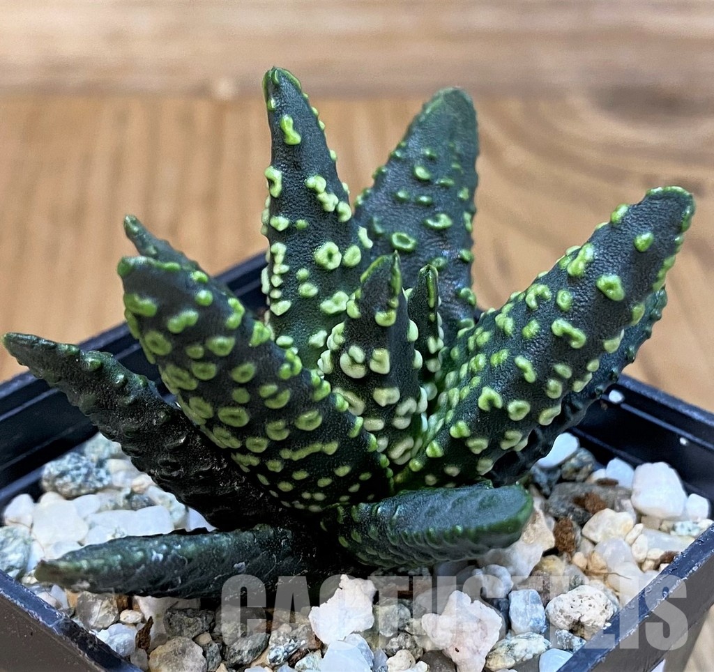 SH31754 Haworthia pumila 'Donut' SH - Image 2