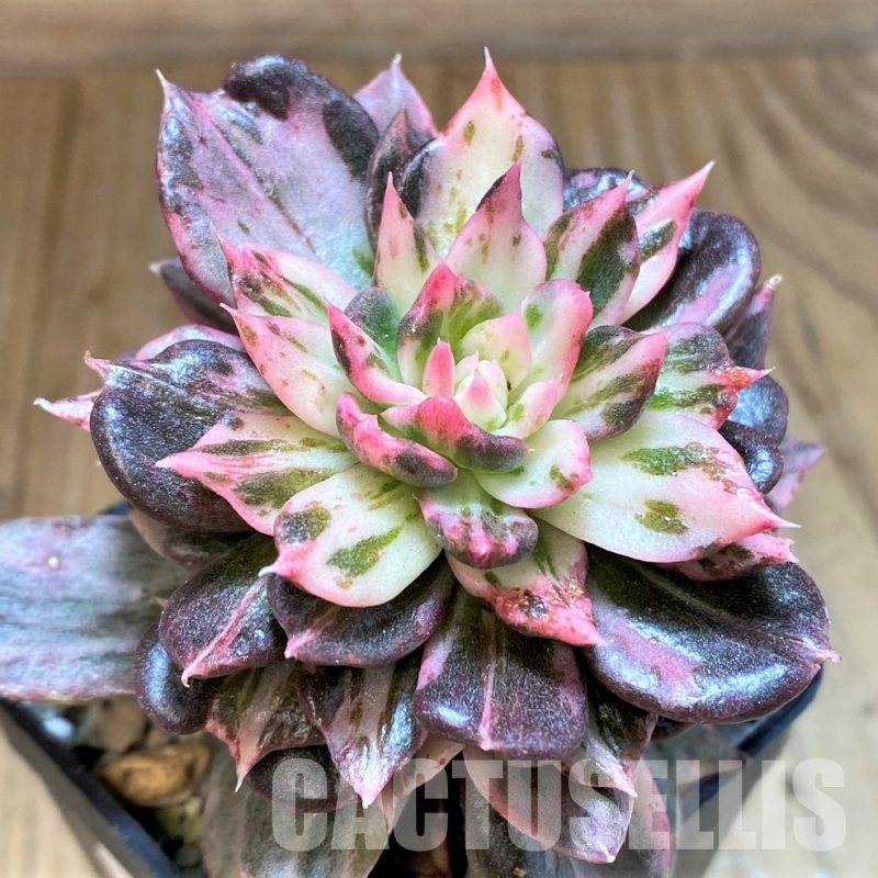 SH22710 Echeveria 'Black Pink Variegata'