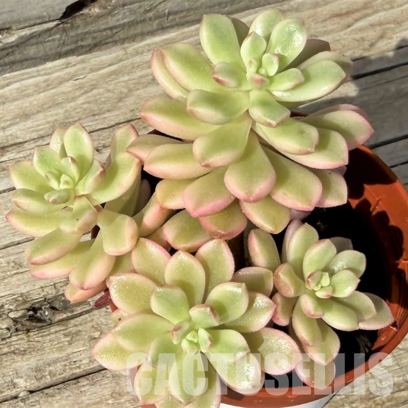 SH29722 Sedum ‘Joyce Tulloch’ f. variegata