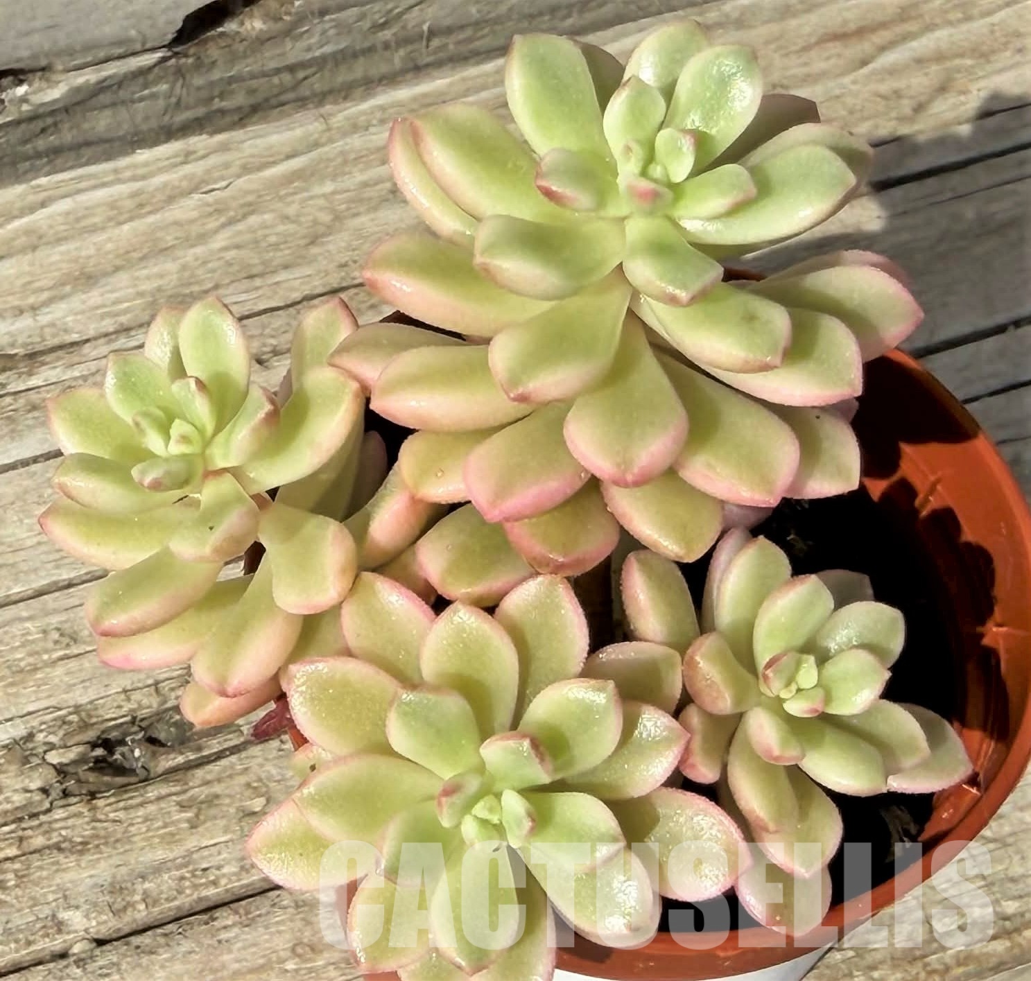 SH29722 Sedum ‘Joyce Tulloch’ f. variegata