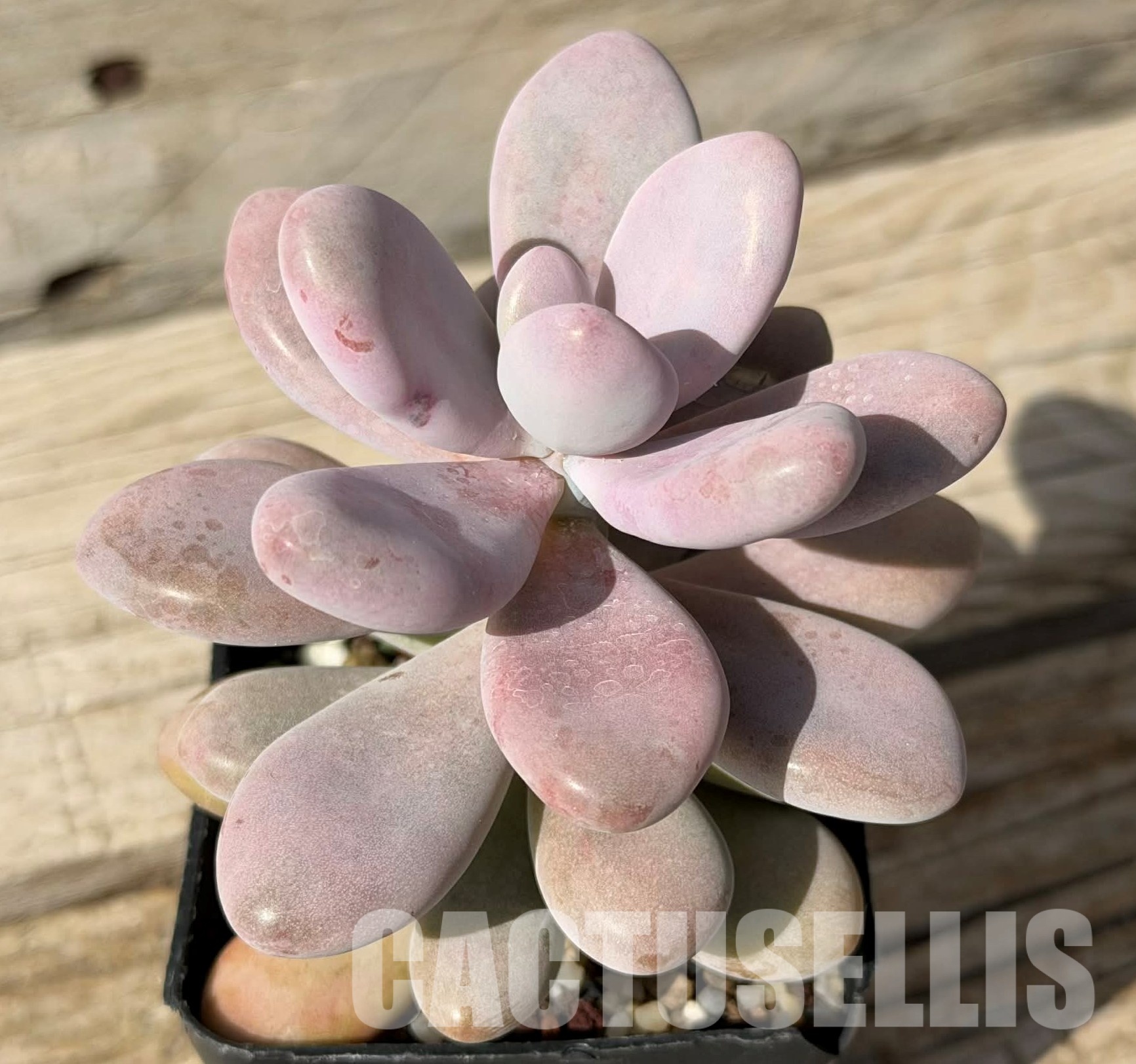 SH29721 Pachyphytum ‘Momobijn’ - Image 2