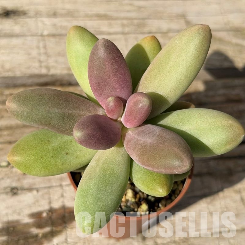 SH29834 Pachyphytum 'Bracteosum Fitkai'