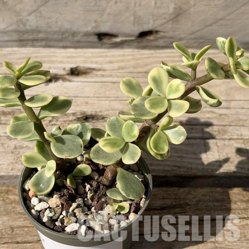 SH29723 Portulacaria afra f. variegata