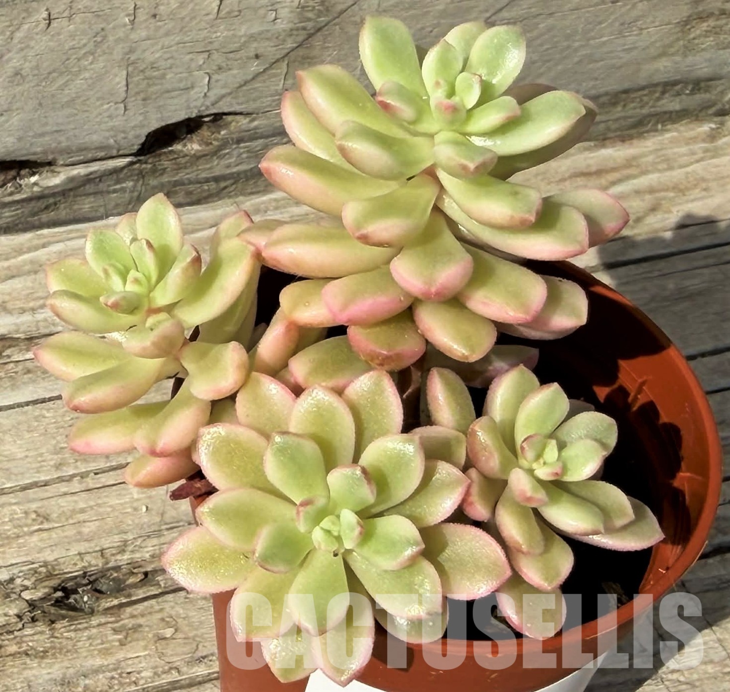 SH29722 Sedum ‘Joyce Tulloch’ f. variegata - Image 2