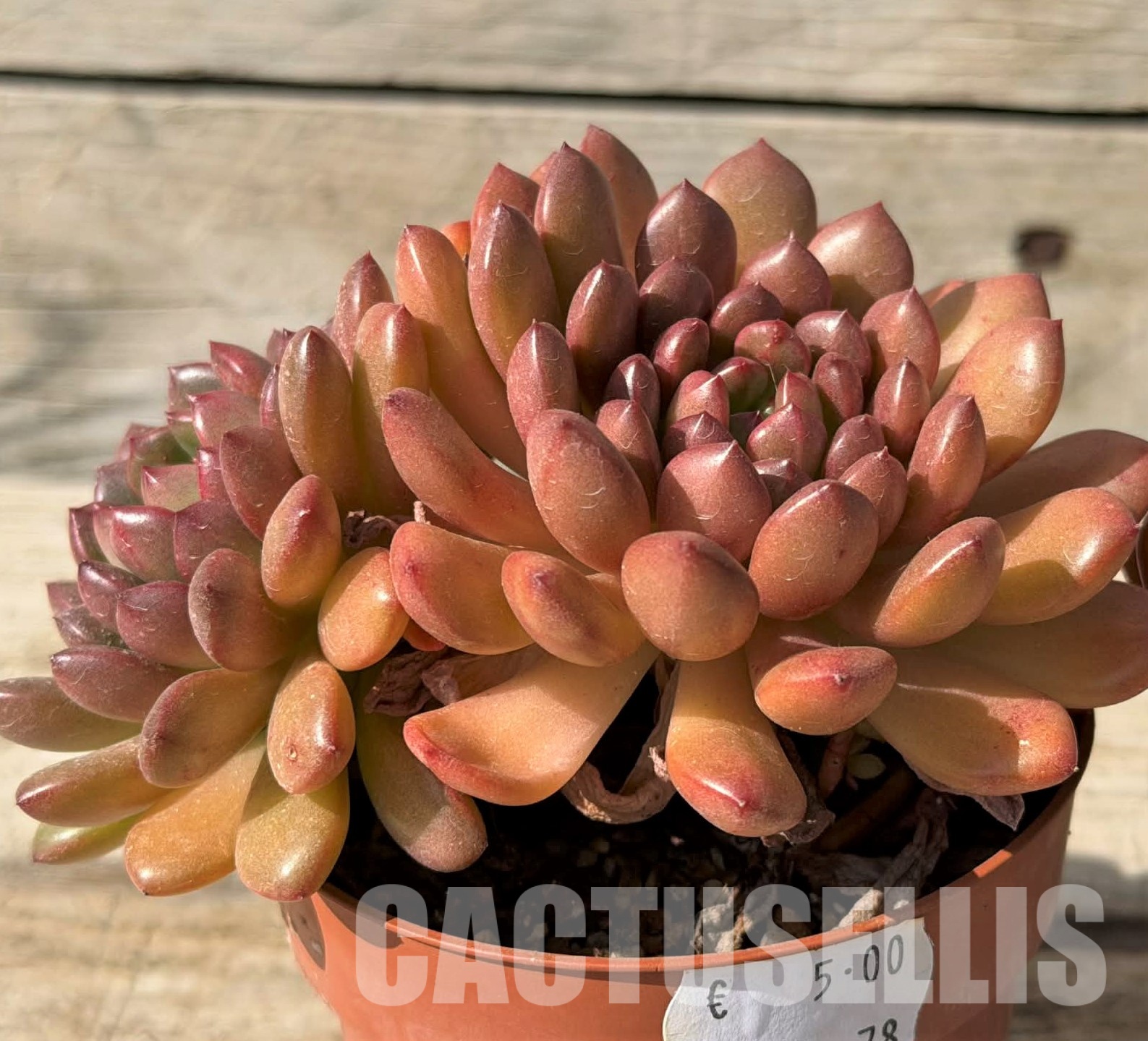 SH29717 Sedeveria 'Pink Ruby' - Image 2