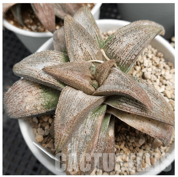 Haworthia Fasciata - Pianta Succulenta Per Interni Con Foglie Zebrate - Altezza 15-25 Cm, Facile Da Curare