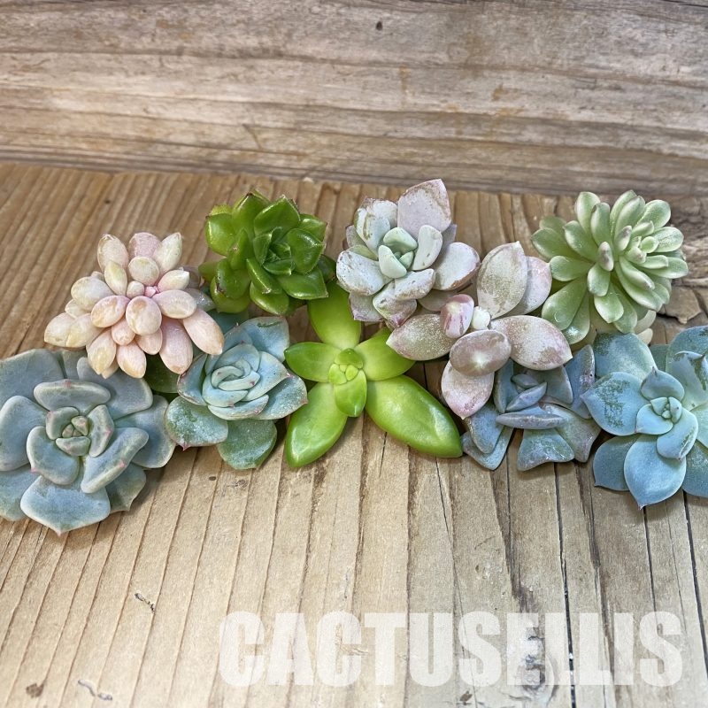 SH31759 Succulents mix, cuted