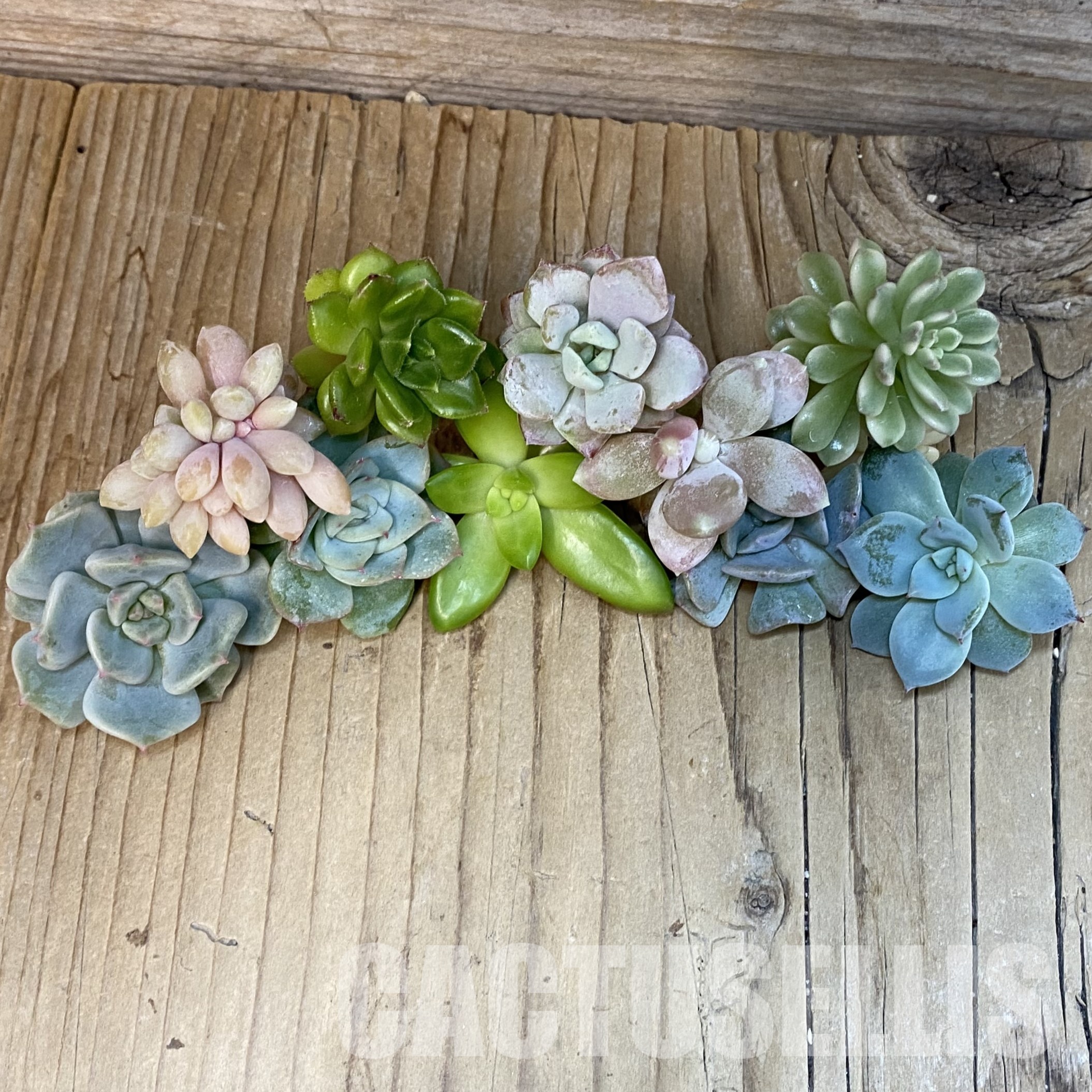 SH31759 Succulents mix, cuted - Image 2