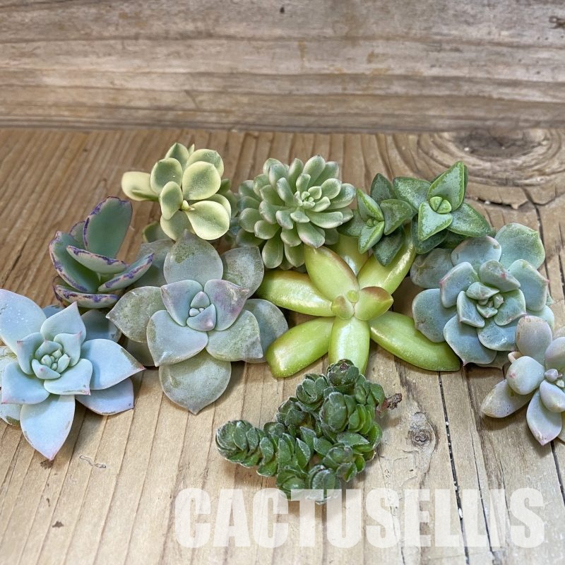 SH31760 Succulents mix, cuted