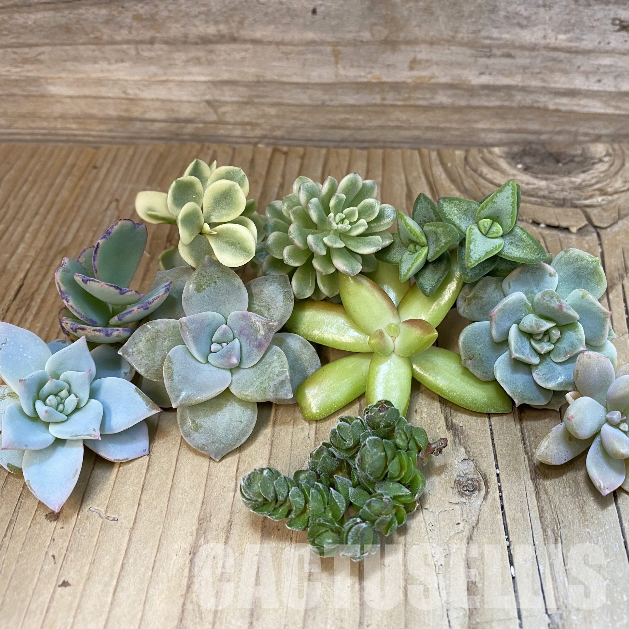 SH31760 Succulents mix, cuted